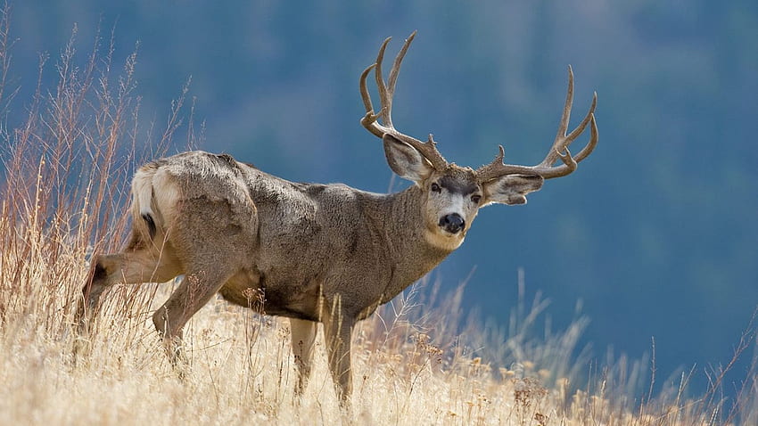 and Mule Deer [] for your , Mobile & Tablet. Explore Mule Deer . Monster Mule Deer , Mule Deer Buck HD wallpaper