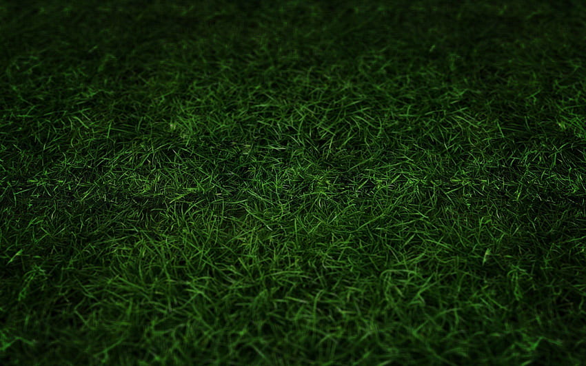 サッカー場 芝生 緑の芝生 高画質の壁紙
