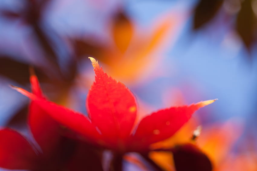 outono, macro, brilhante, borrão, suave, folha, folha, maple papel de parede HD