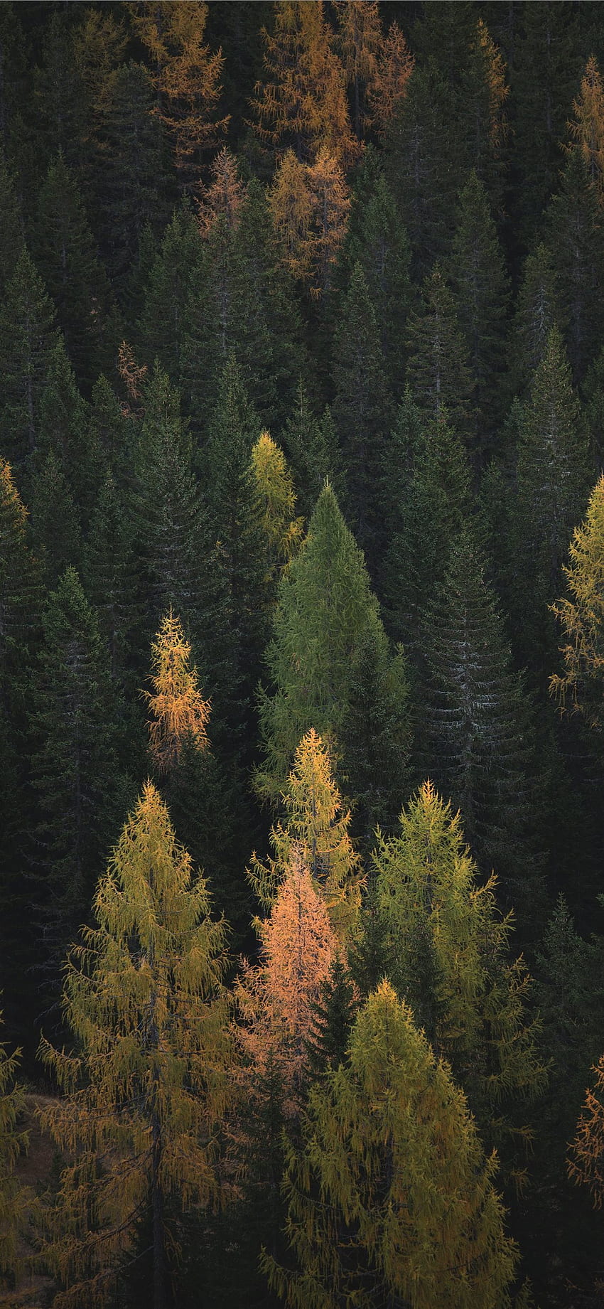 grafia aerea di alberi di pino iPhone X, Trees Aesthetic Sfondo del telefono HD