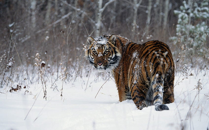 Tiere, Winter, Schnee, Spaziergang, Tiger HD-Hintergrundbild