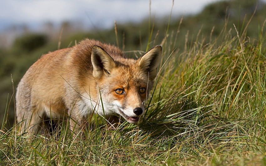 Animals, Grass, Fox, Muzzle, Sight, Opinion, Hunt, Hunting HD wallpaper