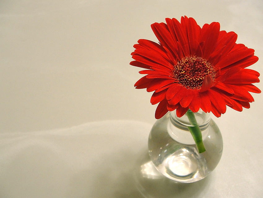 Gerber Daisy เกอร์เบอร์ เดซี่ ดอกไม้ แจกัน สีแดง-ส้ม เยอบีร่า วอลล์เปเปอร์ HD