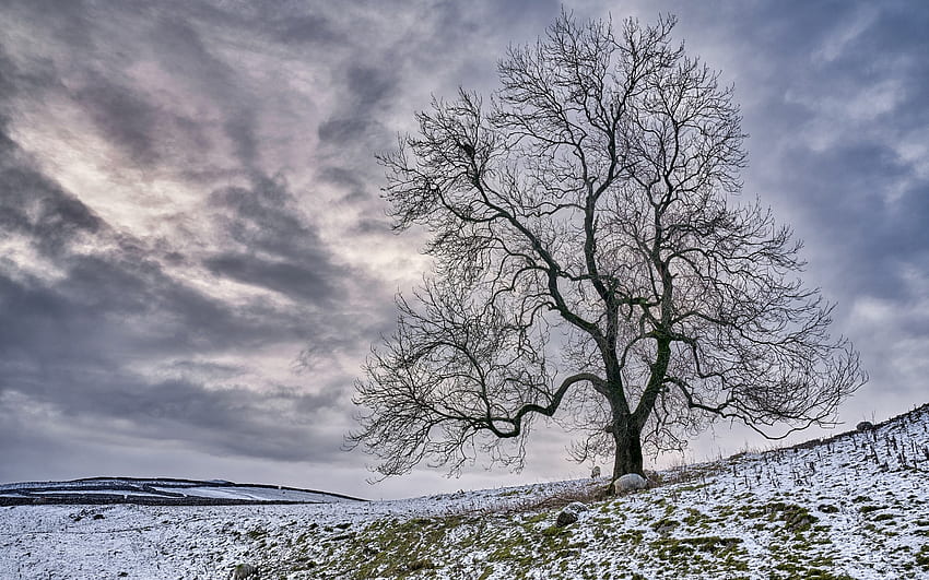 영국의 겨울, 겨울, 하늘, 들판, 나무 HD 월페이퍼