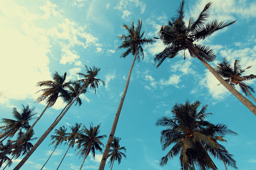 California Palm Trees for, Cool Palm Trees HD wallpaper