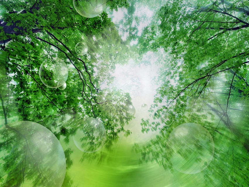 Green Bubbles, leaves, green, branches, trees, sky, sun HD wallpaper