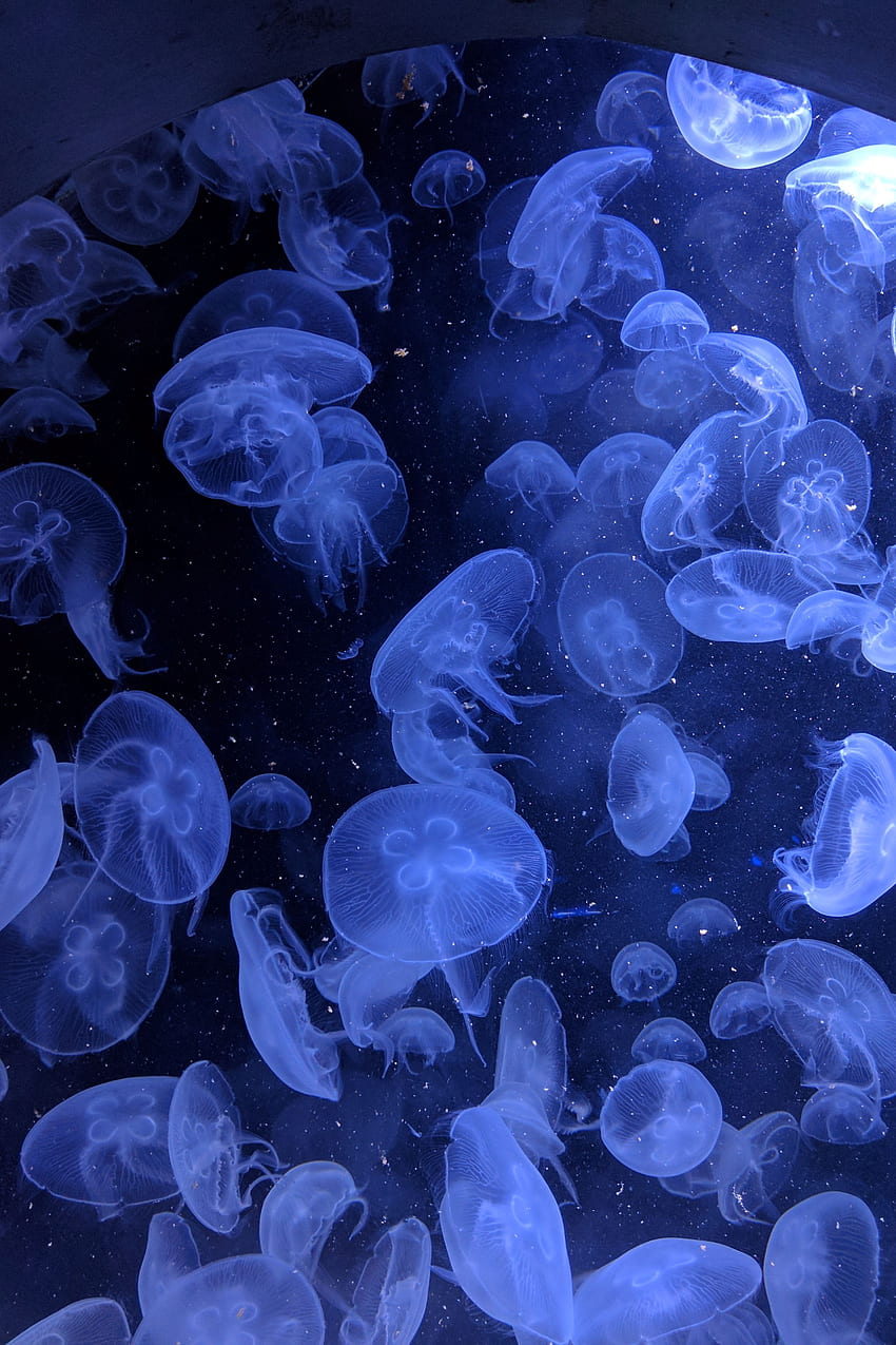 Amazing Travel dla iPhone X. Ciemnoniebieski, Niebieski estetyczny ciemny, Fioletowy, Ciemna meduza Tapeta na telefon HD