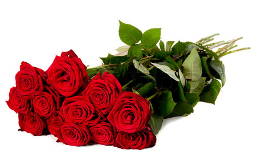 rosas rojas para amigos DN, ramo, momentos, hermoso, romance, especial, amor, rosas rojas, flores, amigos fondo de pantalla