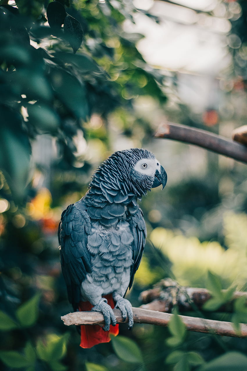 Animals, Parrots, Bird, Branch, Jaco HD phone wallpaper