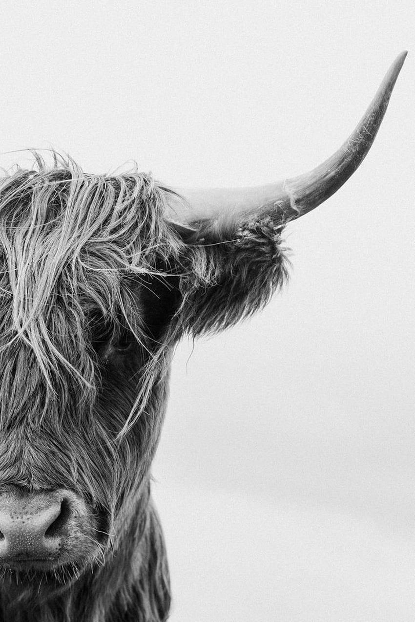 NOVICA on . Highland cow print, Highland cow art, Cow art, Black and White Cow HD phone wallpaper