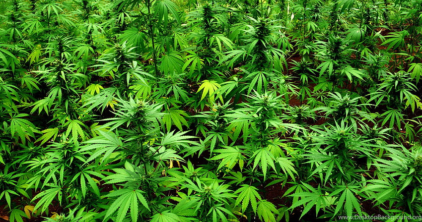 กัญชา 420 วัชพืช Mary Jane Drugs พื้นหลัง วอลล์เปเปอร์ HD