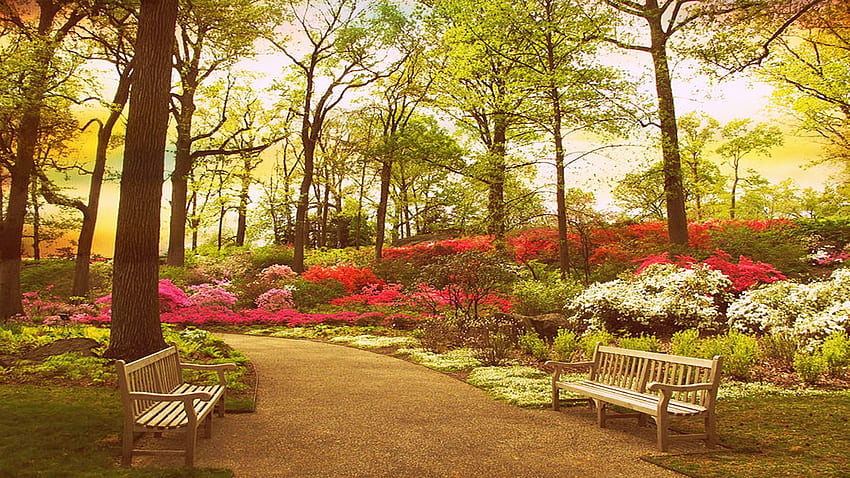 El jardín Azalea en el Jardín Botánico de Nueva York, flores, camino, banco, árboles, primavera, estados unidos fondo de pantalla