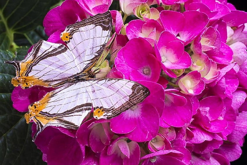 エキゾチックな蝶の休息、愛の四季、ピンク、アジサイ、蝶、蝶のデザイン、自然、花、素敵な静物 高画質の壁紙