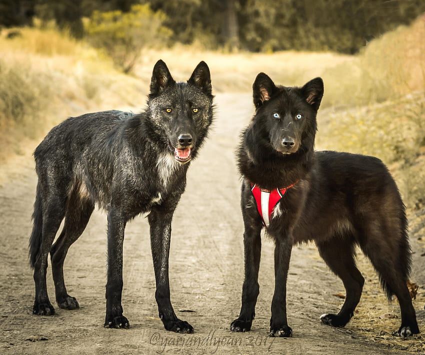 98% 늑대 대. 40% 늑대 : , 재미있는 늑대 HD 월페이퍼