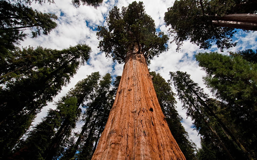 Séquoia géant. Séquoia, parc national de séquoia Fond d'écran HD