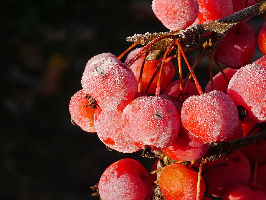Berries, Macro, Hoarfrost, Frost, Rowan HD wallpaper