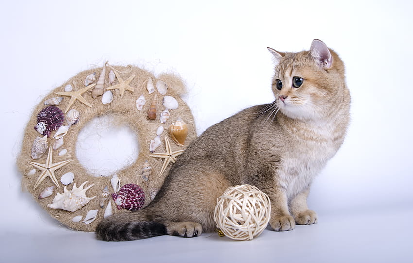Animals, Toys, Cat, Wool, Wreath HD wallpaper