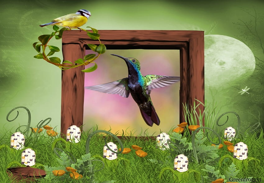 FRAMED HUMMINGBIRD, PRETTY, HUMMINGBIRD, FRAMED HD wallpaper