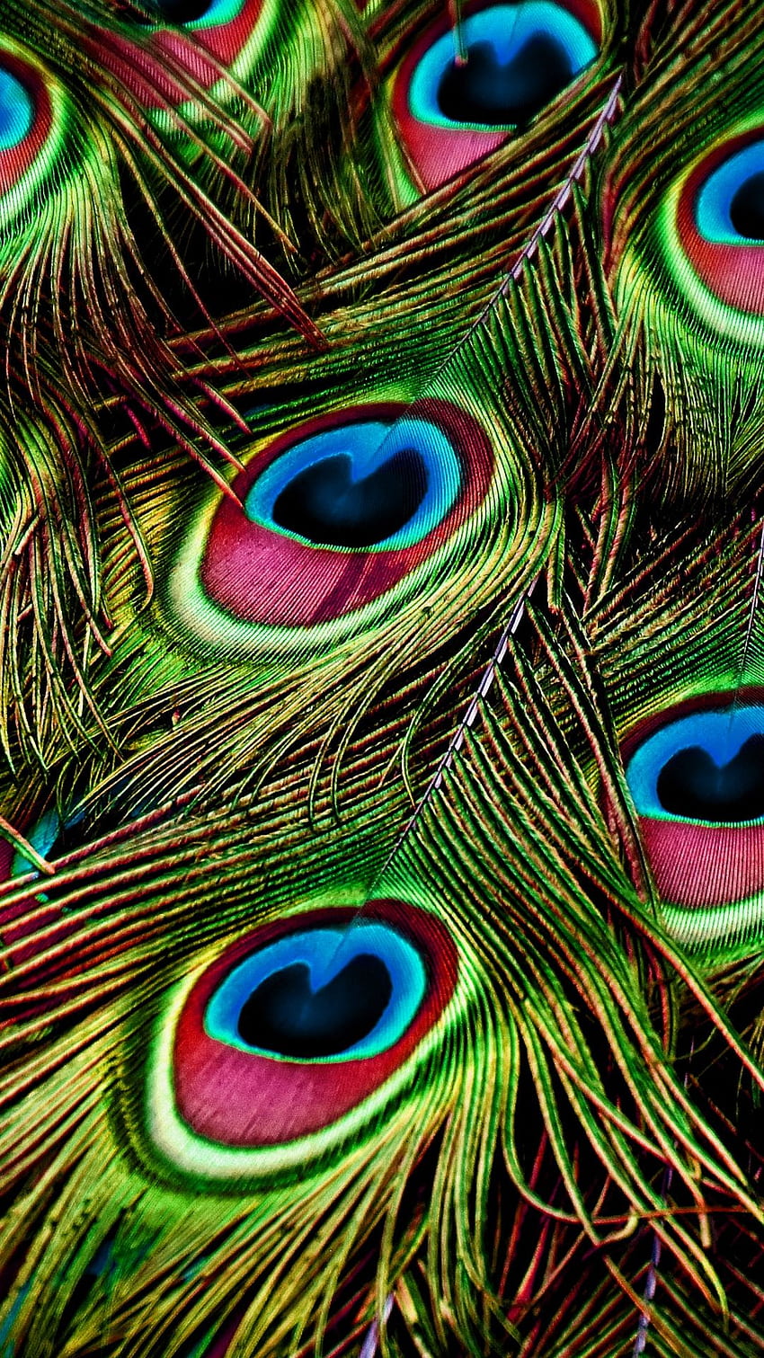 Peacock, feathers, close up, colorful . Feather , Peacock , Peacock , Lenovo Feather HD phone wallpaper
