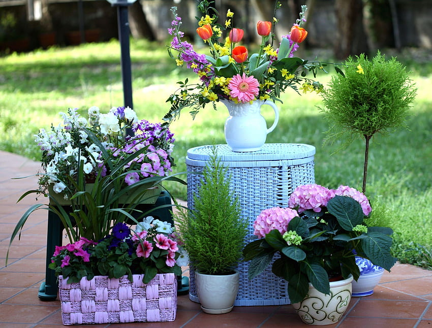 Flowers, Tulips, Fir, Basket, Hydrangea, Levkoy, Gillyflower, Pots, Petunia, Baskets HD wallpaper