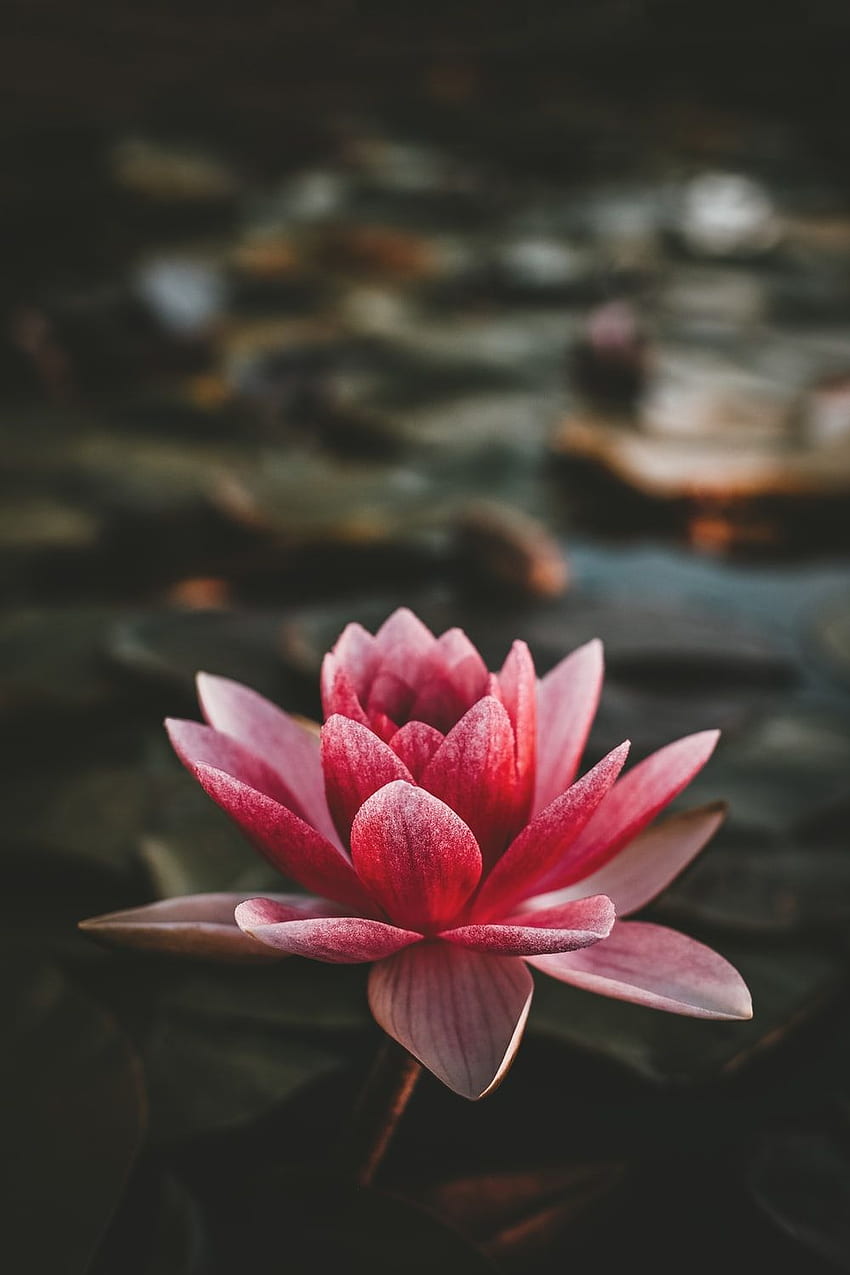 Flower iPhone, Lotus Flower HD phone wallpaper