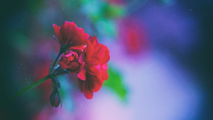 flowers macro blurred red flowers plants depth of field, Red and Blue Flower HD wallpaper