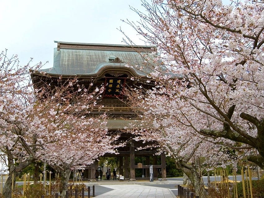 鎌倉の美しい桜スポット – JW Web Magazine, Zen Japanese Cherry Blossom 高画質の壁紙