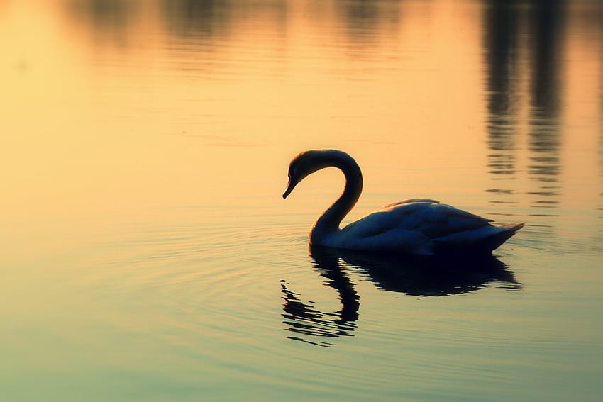 白鳥、鳥、反射、動物、その他、水、金、湖 高画質の壁紙