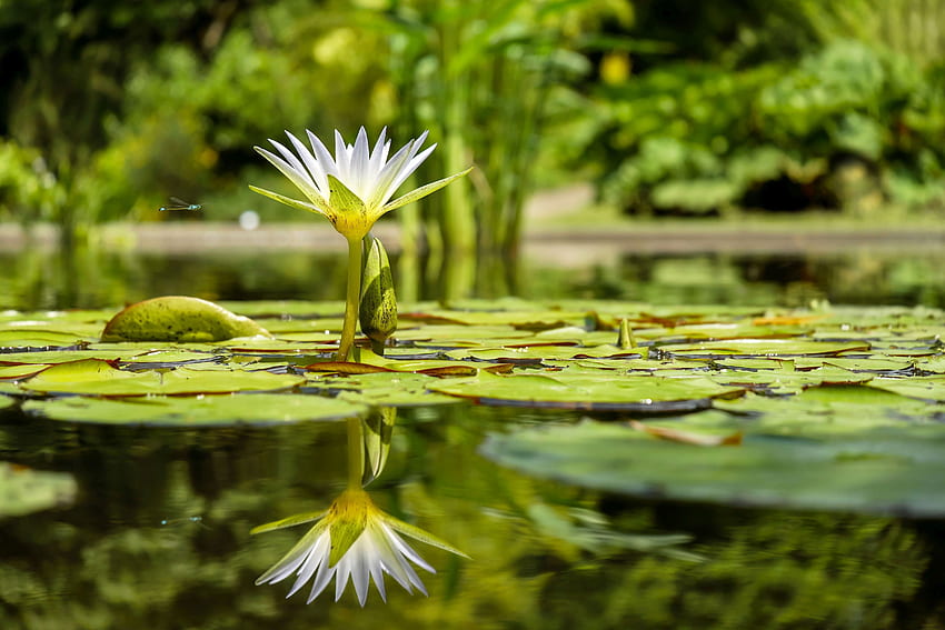 lily pad and background HD wallpaper