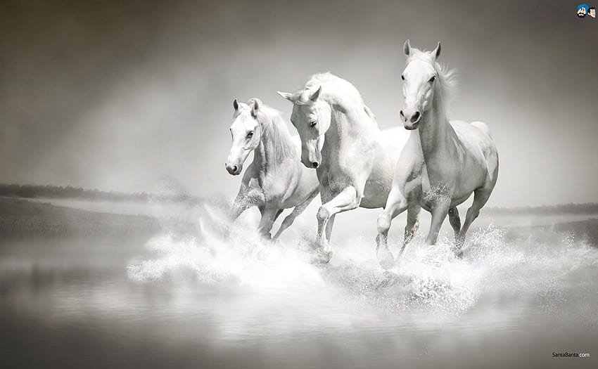 horses, run, horse, waves HD wallpaper
