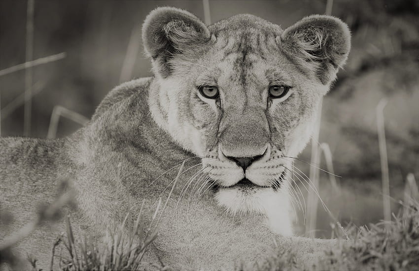 ライオネス - マサイ マラ、ケニア ウルトラ。 背景., 雌ライオンの黒と白 高画質の壁紙