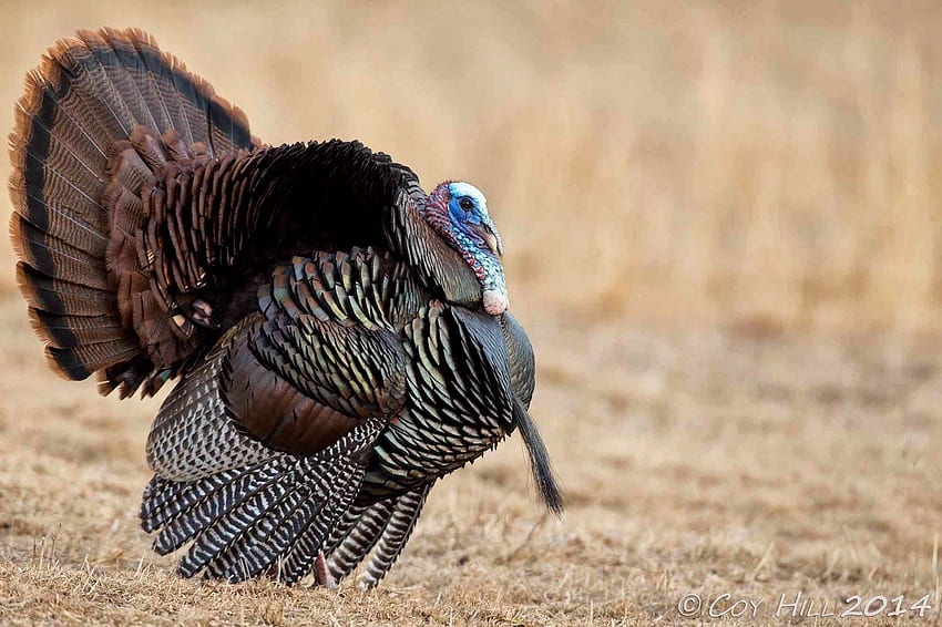 Top 59 Wild Turkey - Animal Spot, Gobbling Turkey HD wallpaper | Pxfuel