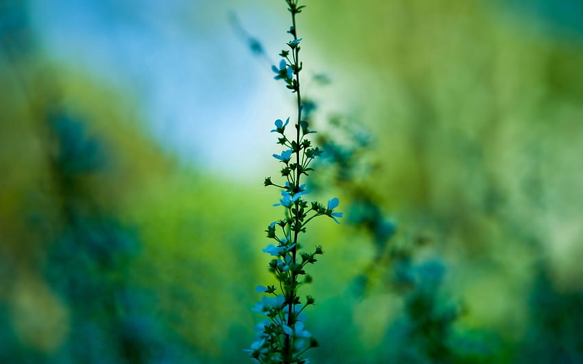 ดอกไม้ หญ้า พื้นหลัง มาโคร เบลอ สมูท วอลล์เปเปอร์ HD