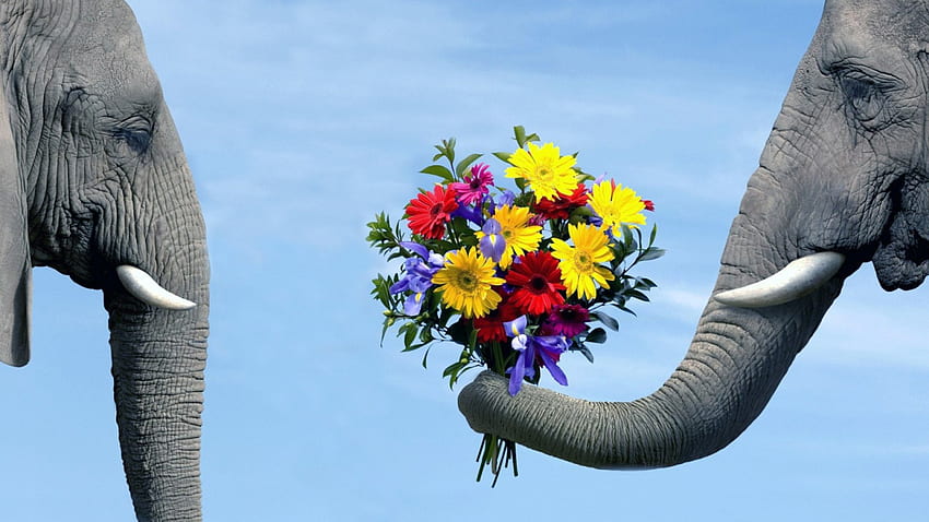 elephant with a bouquet of flowers, bouqet, love, elephant, flower HD wallpaper