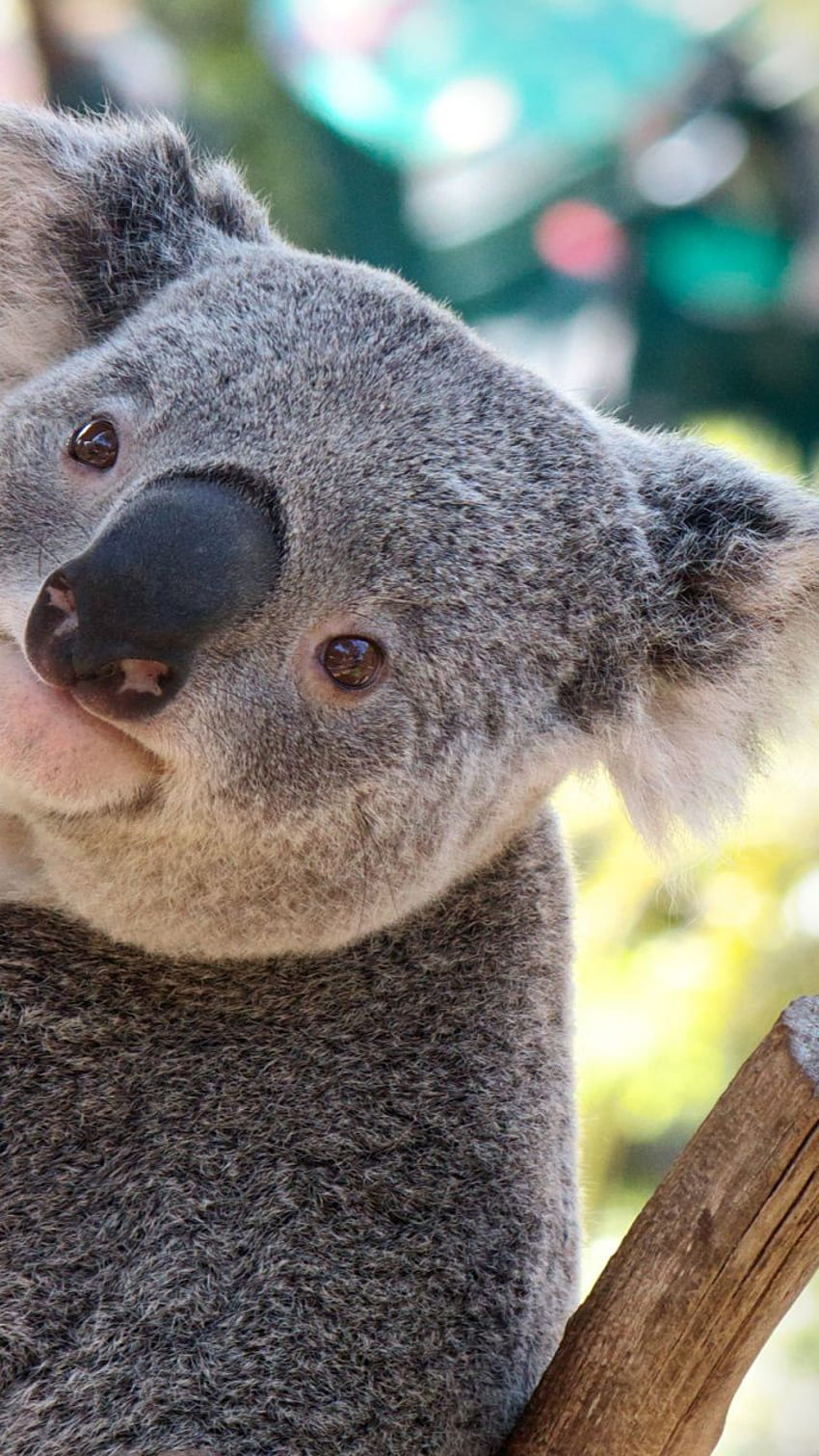Koala, Baby Koala, Fur, Marsupial, Terrestrial Animal HD phone wallpaper