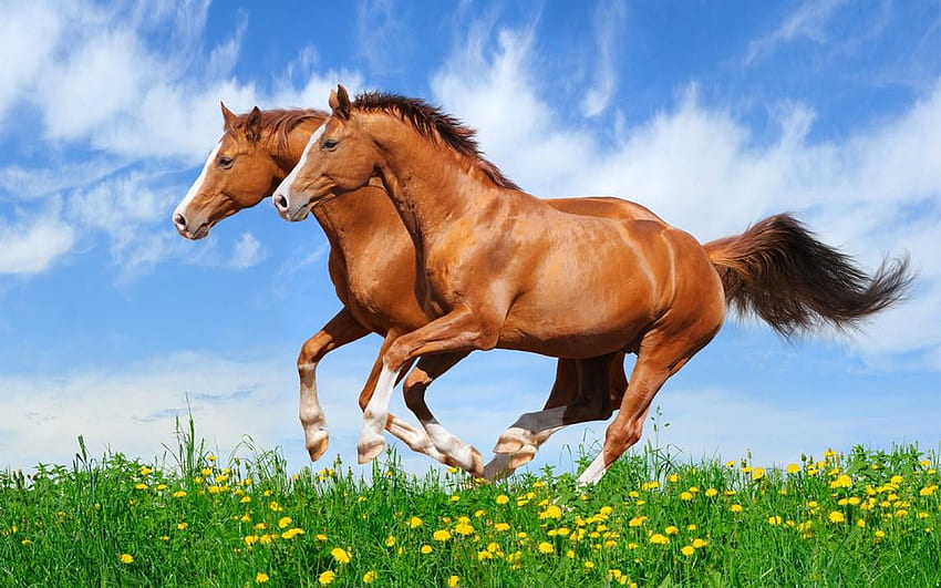 Deux chevaux rouges galopant dans un champ avec de l'herbe verte, belle pour Fond d'écran HD