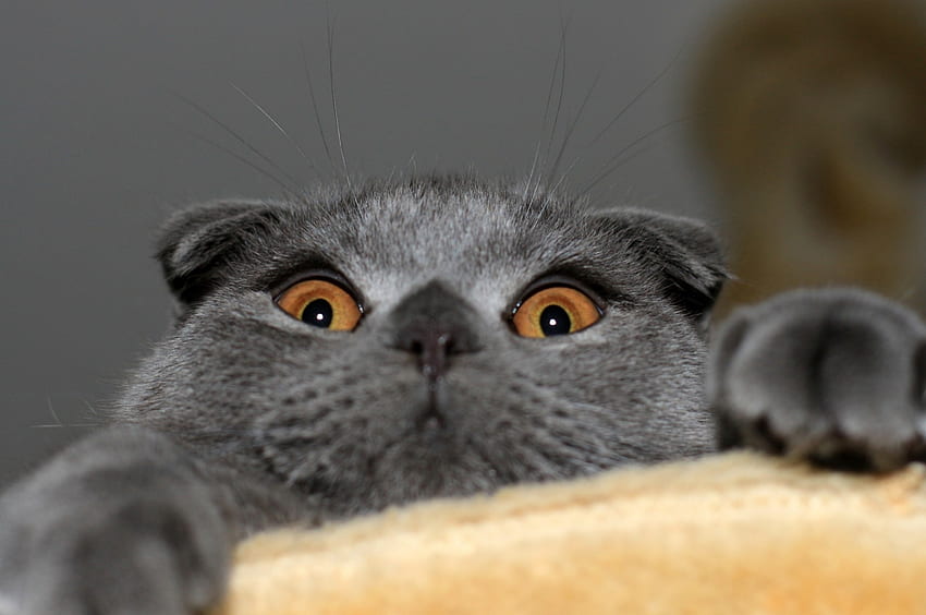 Seltsame Katze, Scottish Fold, lustig, süß für Chromebook Pixel HD-Hintergrundbild