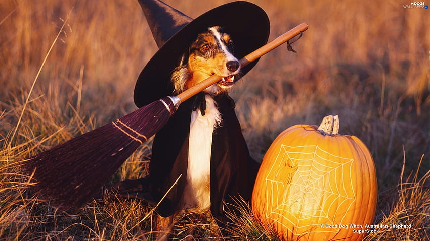 :), hat, witch, halloween, dog, pumpkin, orange, caine HD wallpaper