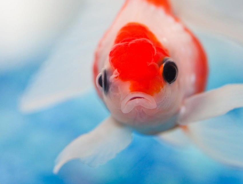 Roter Kopf, golden, schwimmen, rot, Fisch, Wasser, Aquarium HD-Hintergrundbild