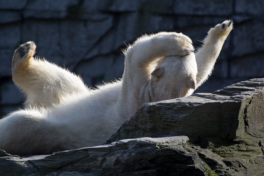 Hewan, Berbohong, Berbaring, Main-Main, Beruang Kutub Wallpaper HD