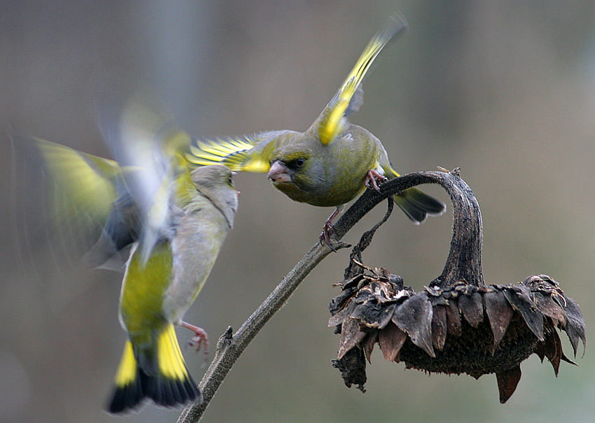 fighting, birds, animals, flower, fight, sunflower HD wallpaper