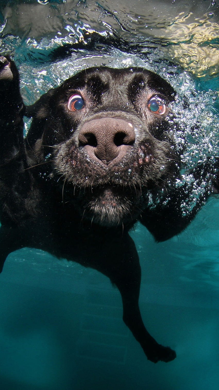 犬子犬黒水中おかしい。 かわいい動物の赤ちゃん, 可愛い動物, 可愛い犬 HD電話の壁紙