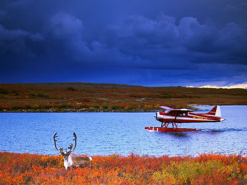 Webshots Kolekcja Premium – Animals Caribou i Float Plane, Bush Plane Tapeta HD