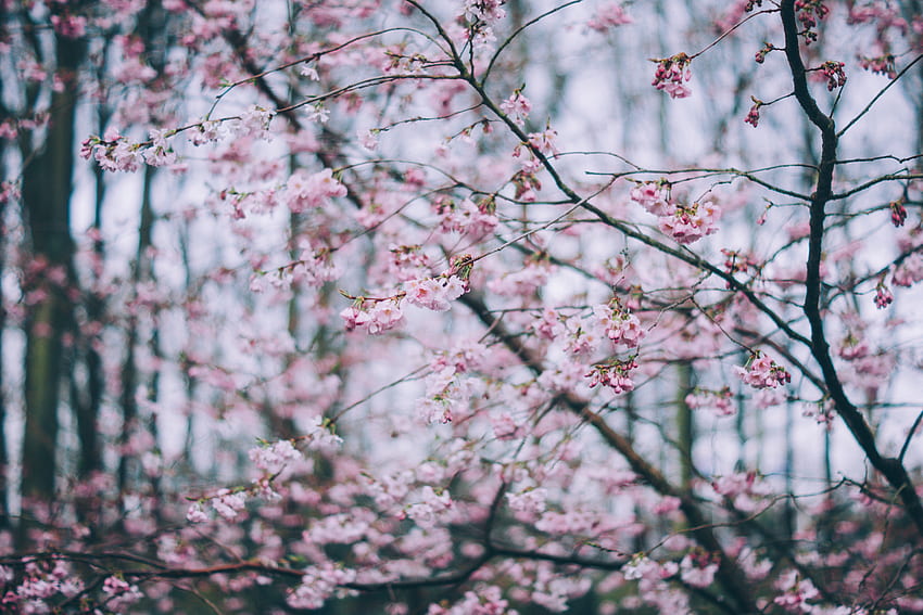 Nature, Flowers, Branches, Bloom, Flowering, Spring HD wallpaper