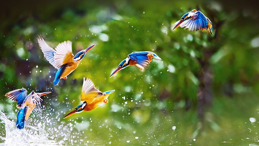 Top 79+ birds 8k wallpaper latest - vova.edu.vn