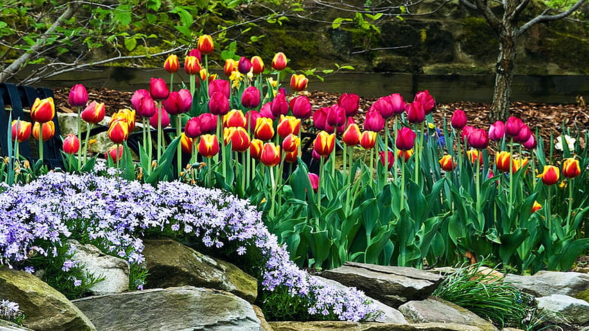 オハイオ州のチューリップとフロックス、色、アメリカ、公園、花、春 高画質の壁紙