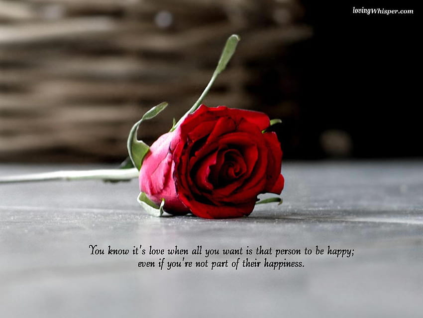Es ist Liebe, Zitat, rote Rose, Liebe, Blume HD-Hintergrundbild