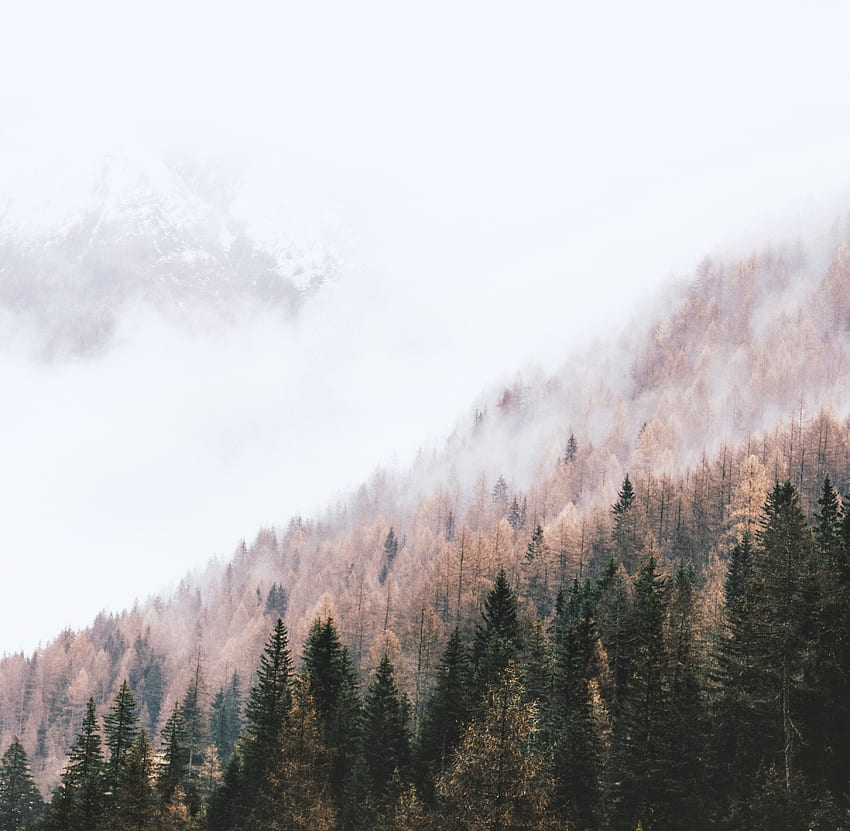 Autumn, peak of trees, pine trees, mist HD wallpaper