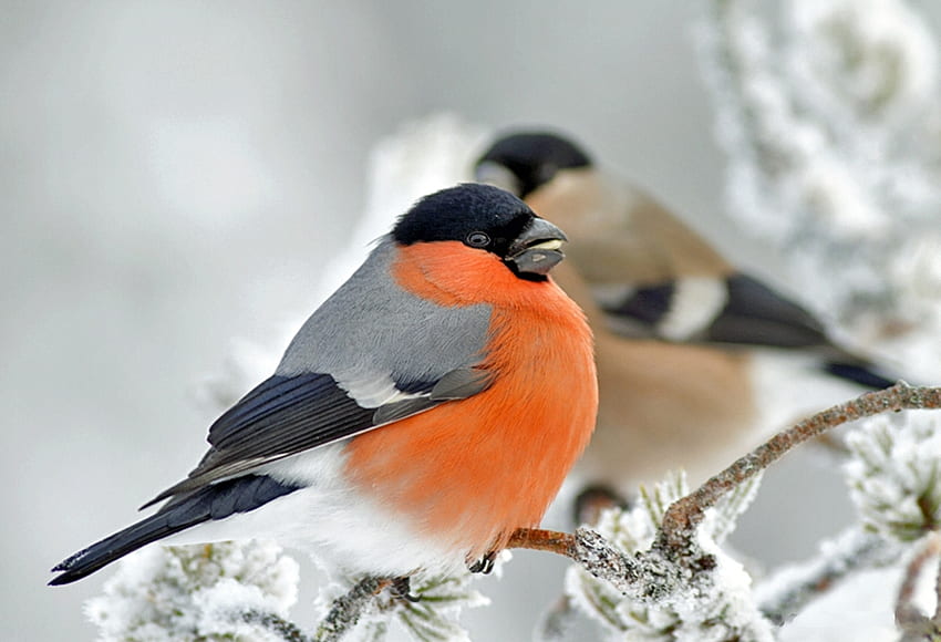 Bull Finch in Winter, colors, snow, twigs, ice HD wallpaper