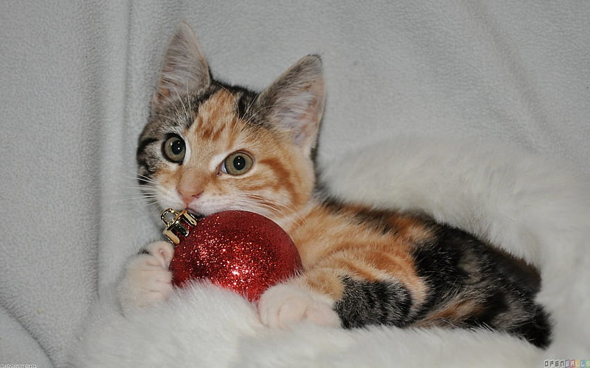 Kitten with ornament, kitten, ornament, feline, christmas HD wallpaper